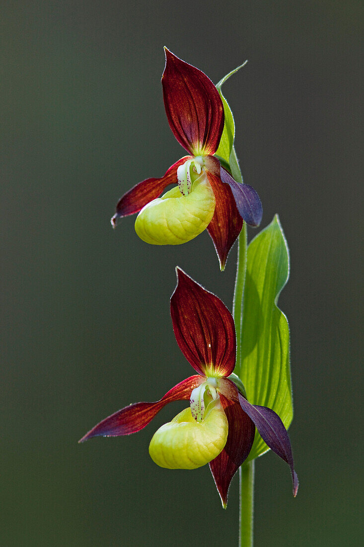 Pink Lady Slipper Orchid (Cypripedium calceolus) flowering, Austria