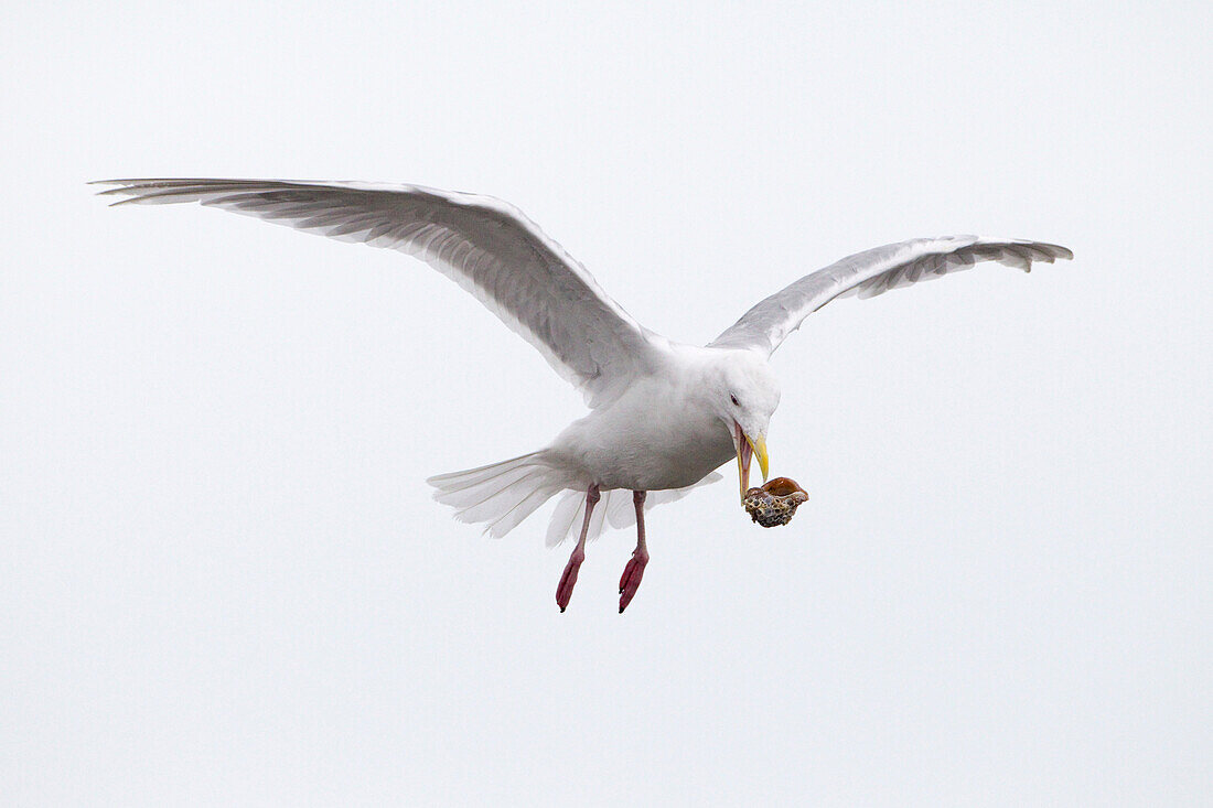 Glaucous-winged Gull (Larus glaucescens) dropping mussel from air to crack the shell and get the meat out, Lake Clark National Park, Alaska