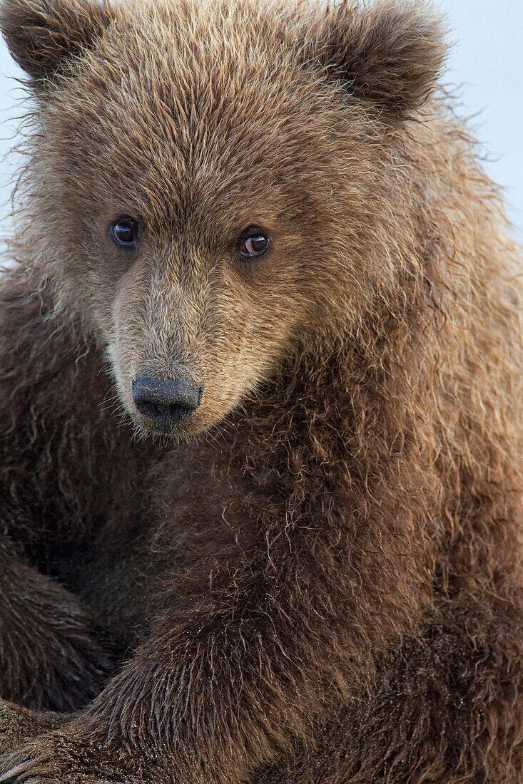 Grizzly Bear (Ursus arctos horribilis) cub, Lake Clark National Park, Alaska