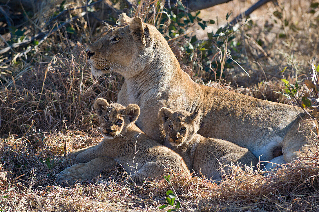 African Lion (Panthera leo) mother and eight week old cubs, Okavango Delta, Botswana