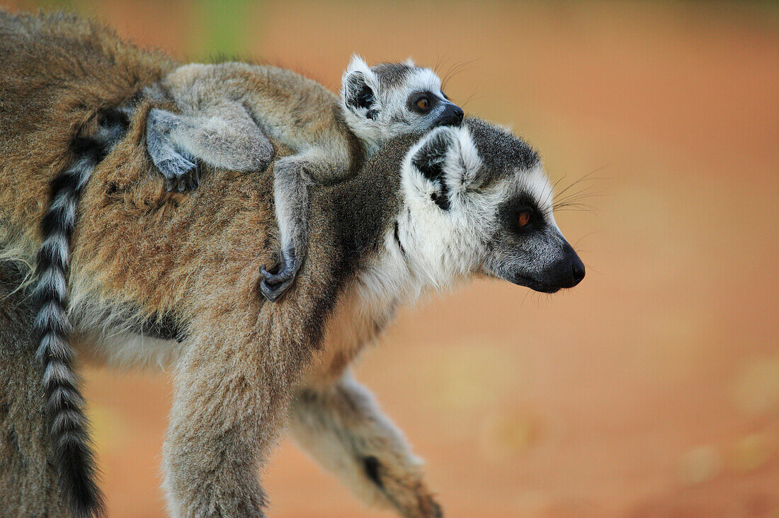 Kattas (Lemur catta) Mutter mit Baby, Madagaskar