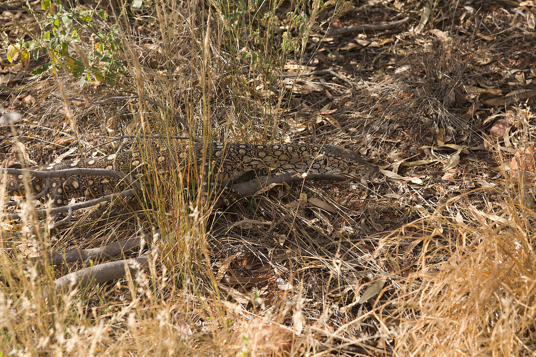 Giant Monitor Lizard (Varanus giganteus) camouflaged in dry scrub, Watarrka National Park, Northern Territory, Australia