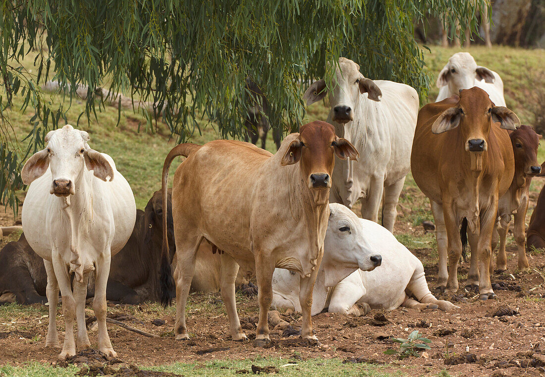 Brahma Cattle (Bos indicus) group, Queensland, Australia