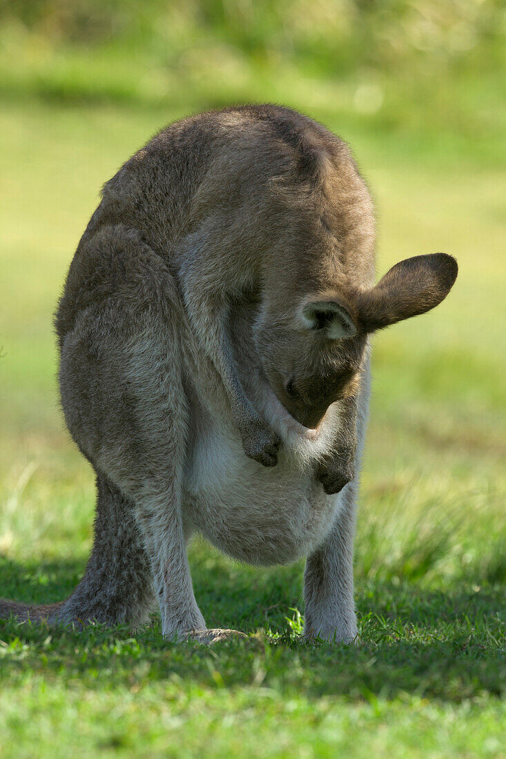 Eastern Grey Kangaroo (Macropus giganteus) female licking joey in her pouch, Yuraygir National Park, New South Wales, Australia