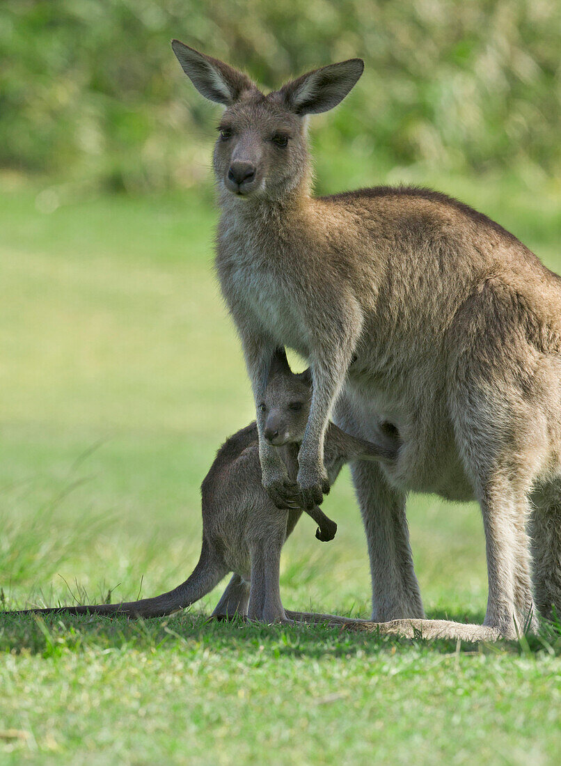 Eastern Grey Kangaroo (Macropus giganteus) female with joey, Yuraygir National Park, New South Wales, Australia