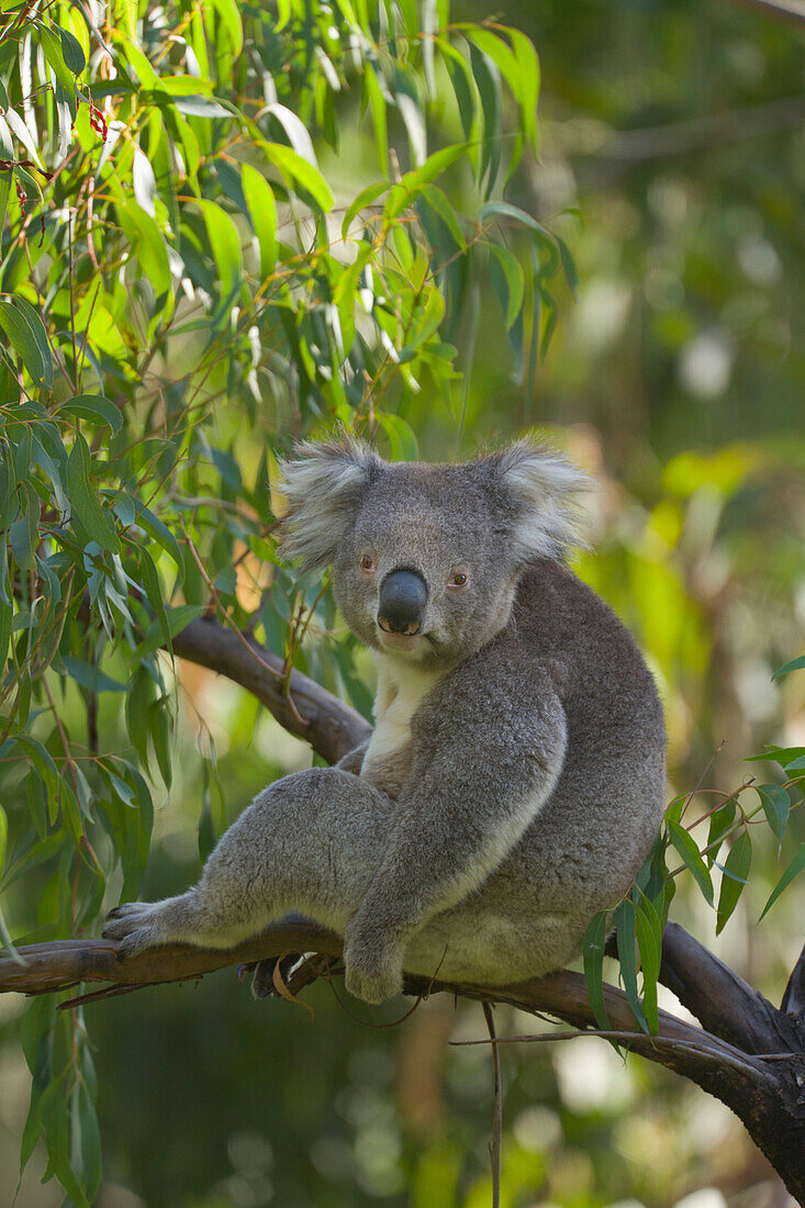 Koala (Phascolarctos cinereus) in eucalyptus, Otway National Park, Victoria, Austraila