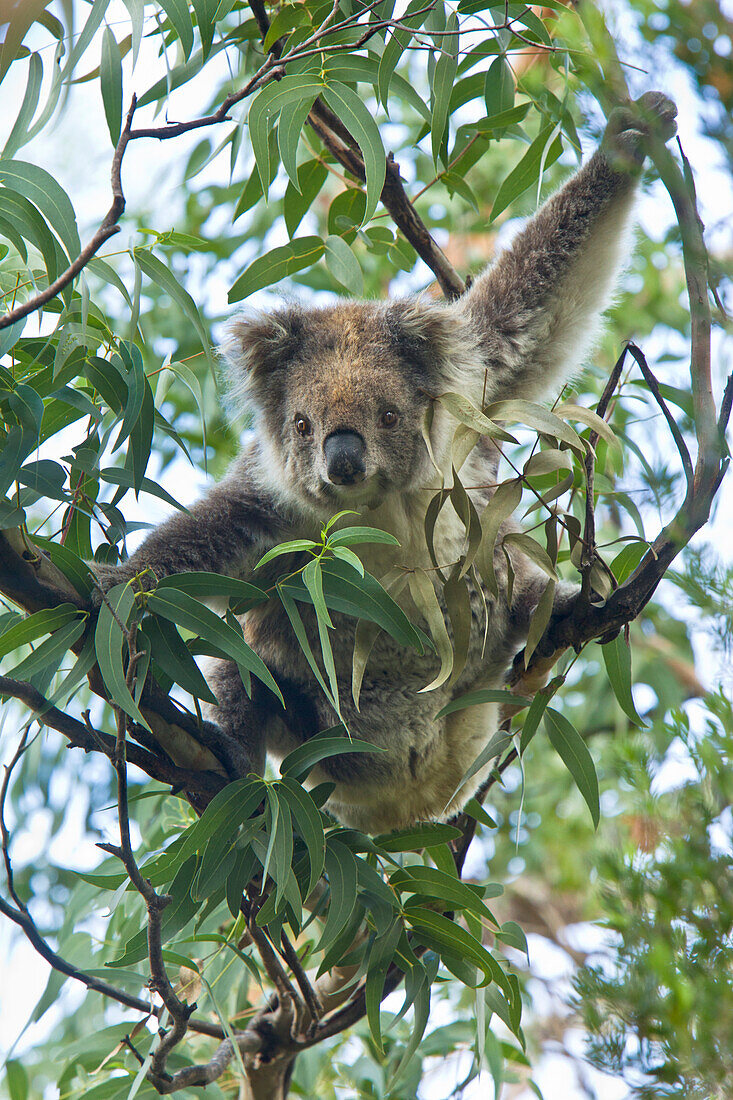 Koala (Phascolarctos cinereus) climbing eucalyptus tree, Otway National Park, Victoria, Austraila