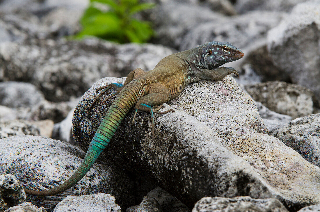 Bonaire Whiptail (Cnemidophorus murinus ruthveni) male, Bonaire, Netherlands Antilles, Caribbean