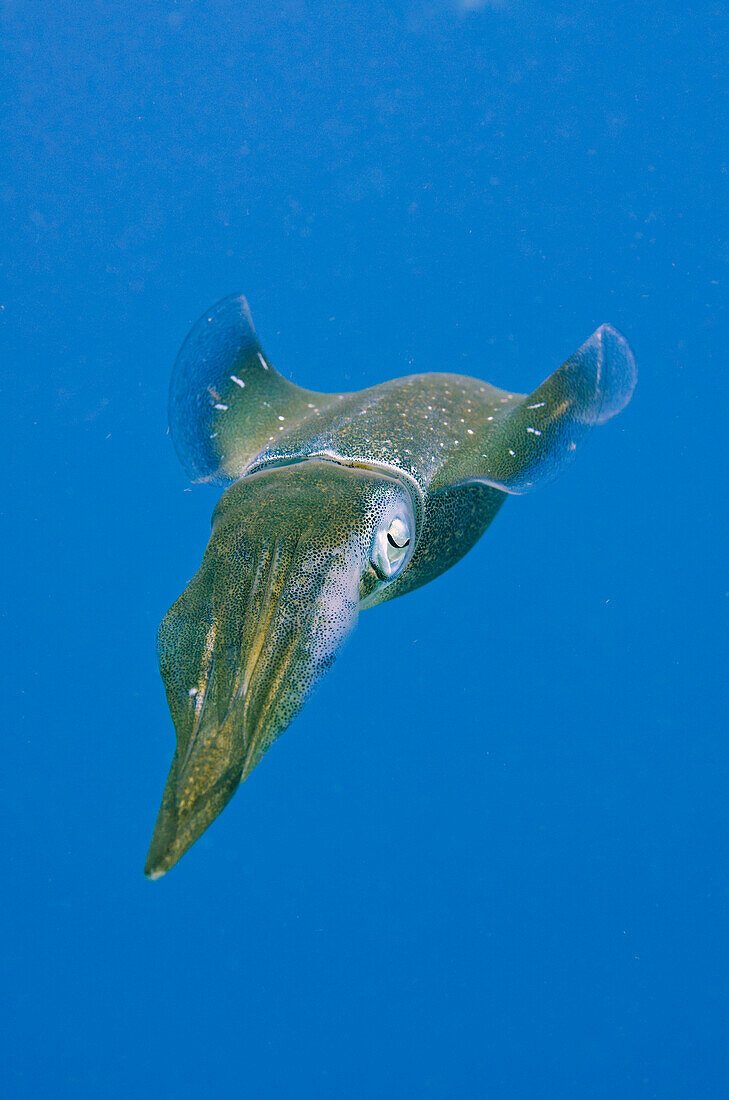 Caribbean Reef Squid (Sepioteuthis sepioidea), Bonaire, Netherlands Antilles, Caribbean