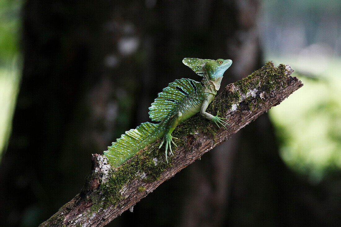 Green Basilisk (Basiliscus plumifrons) male, Selva Verde, Costa Rica