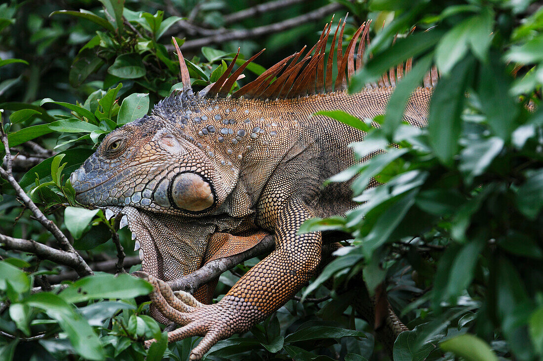 Green Iguana (Iguana iguana), Selva Verde, Costa Rica