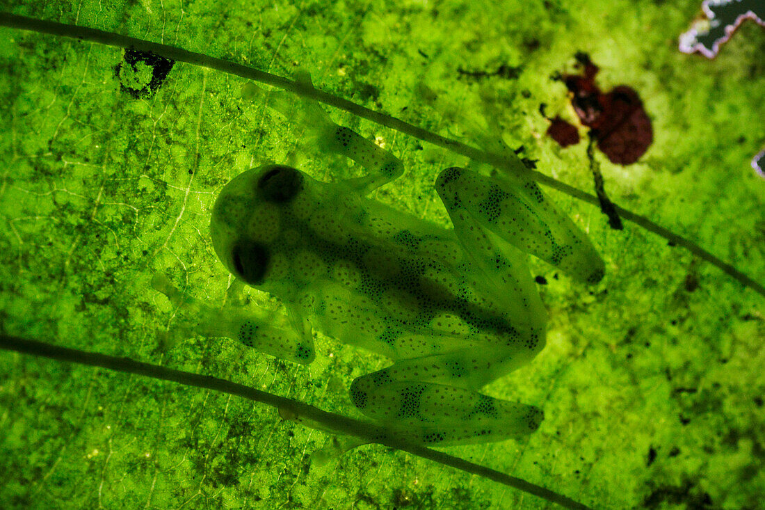 Reticulated Glass Frog (Hyalinobatrachium valerioi) camouflaged on leaf, Costa Rica