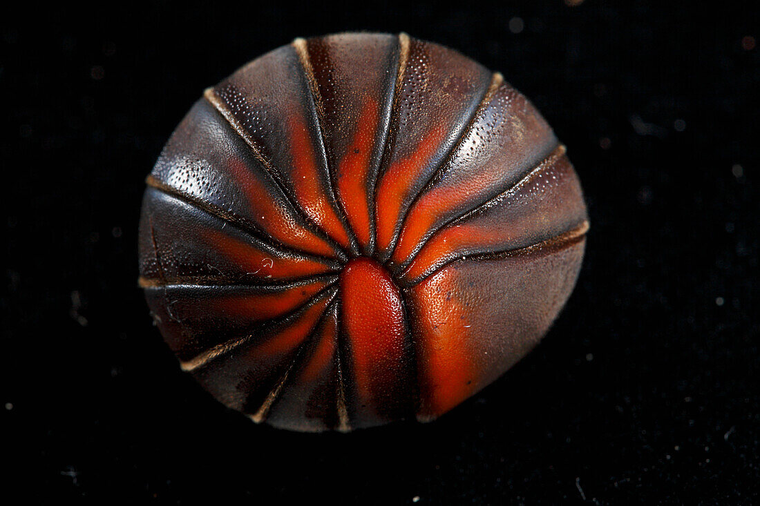 Pill Bug (Armadillidiidae) rolled up into defensive posture, Lambir Hills National Park, Sarawak, Malaysia