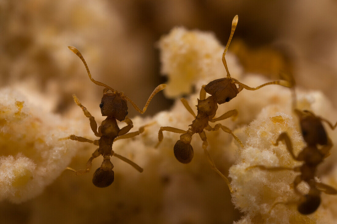 Ant (Mycocepurus smithii) females in fungus garden, Texas
