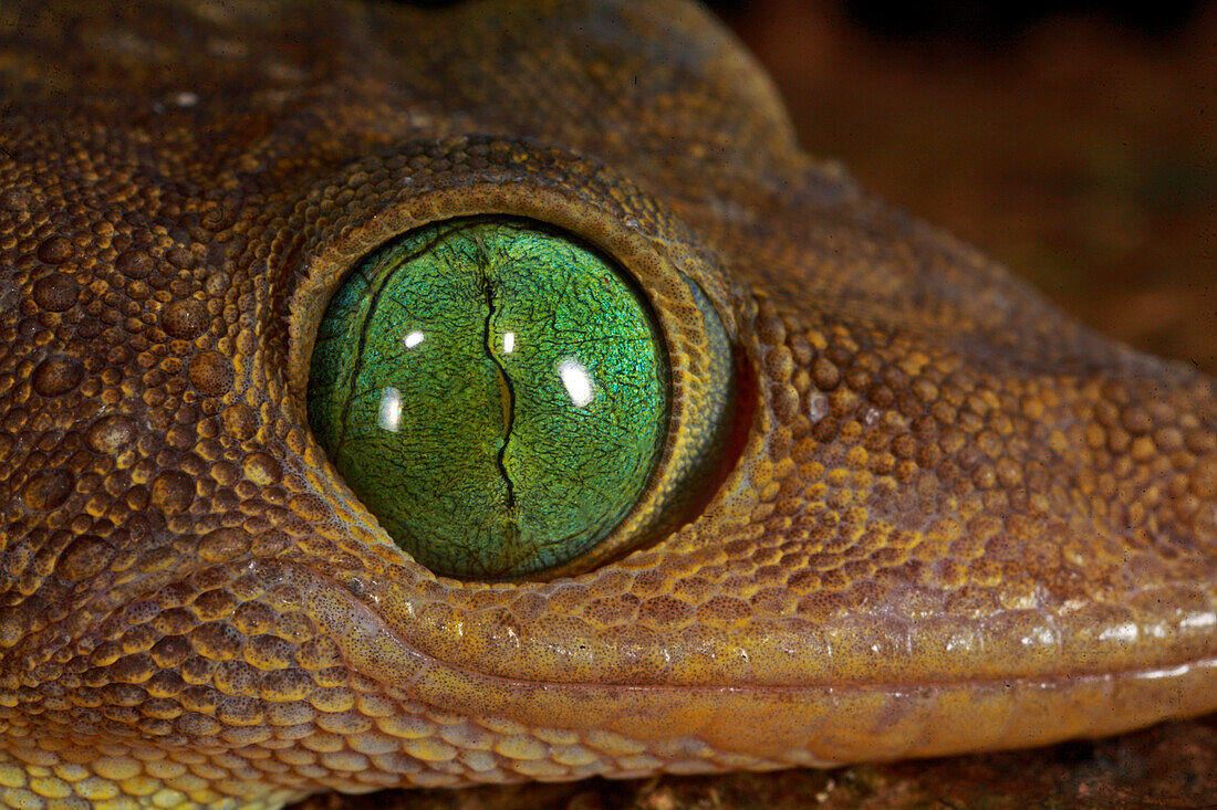 Green-eyed Gecko (Gekko smithi) with pupil fully closed, Lambir Hills National Park, Sarawak, Malaysia