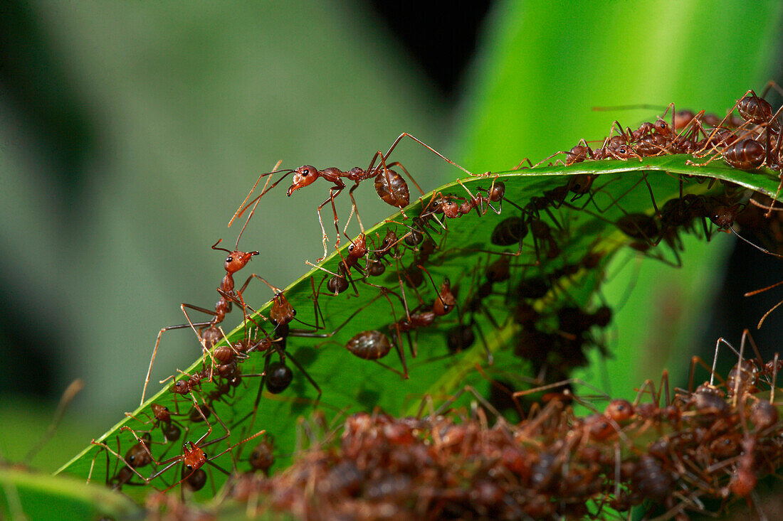 Green Tree Ant (Oecophylla smaragdina) guards protecting colony, Lambir Hills National Park, Sarawak, Malaysia