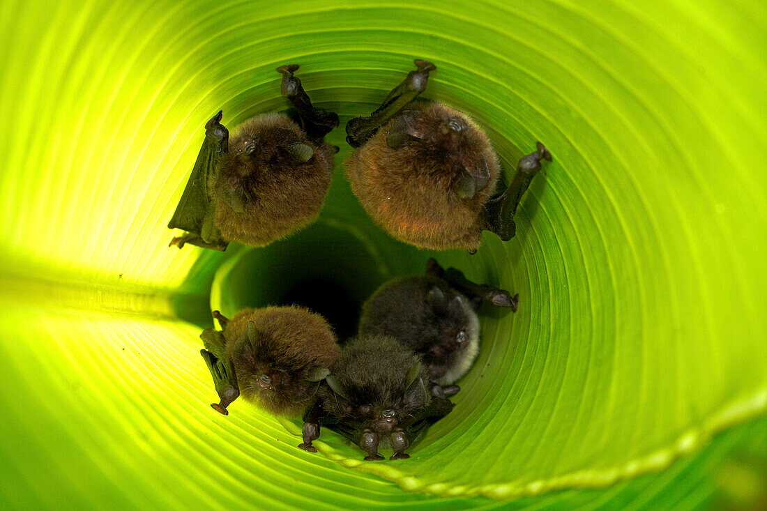 Spix's Disk-winged Bat (Thyroptera tricolor) group roosting in rolled up Heliconia (Heliconia sp) leaf with the help of tiny suction cups on their wings, Smithsonian Tropical Research Station, Barro Colorado Island, Panama