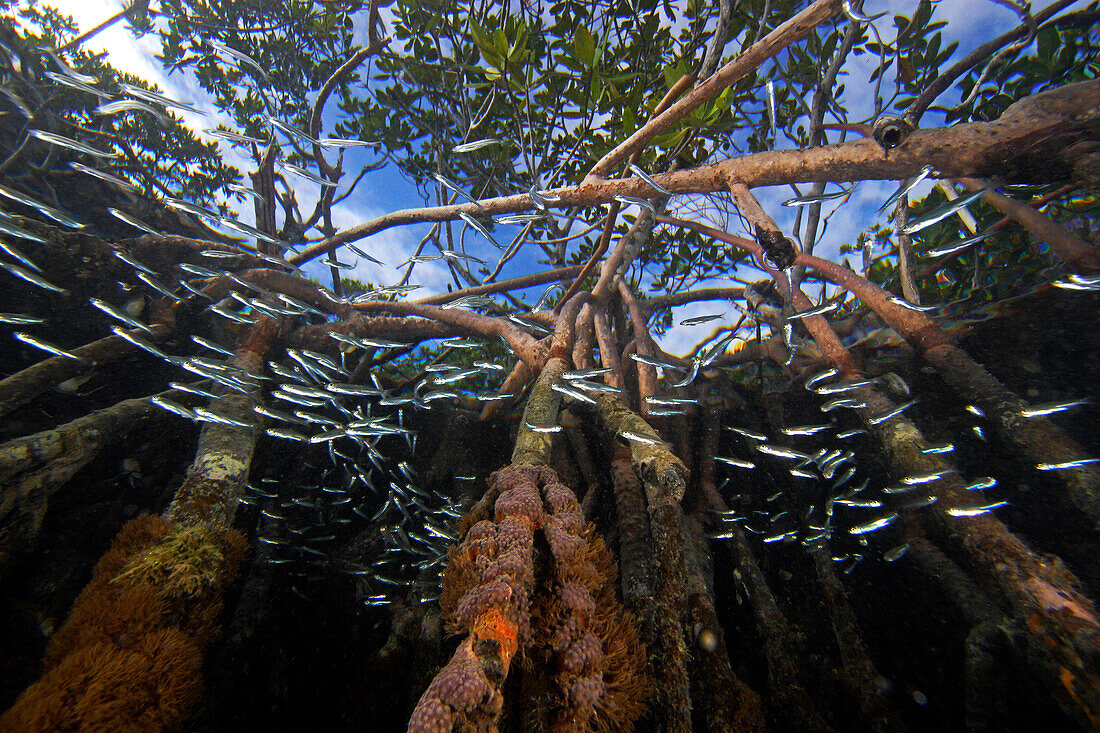 Red Mangrove (Rhizophora mangle) aerial roots providing shelter for school of small fish, Carrie Bow Cay, Belize