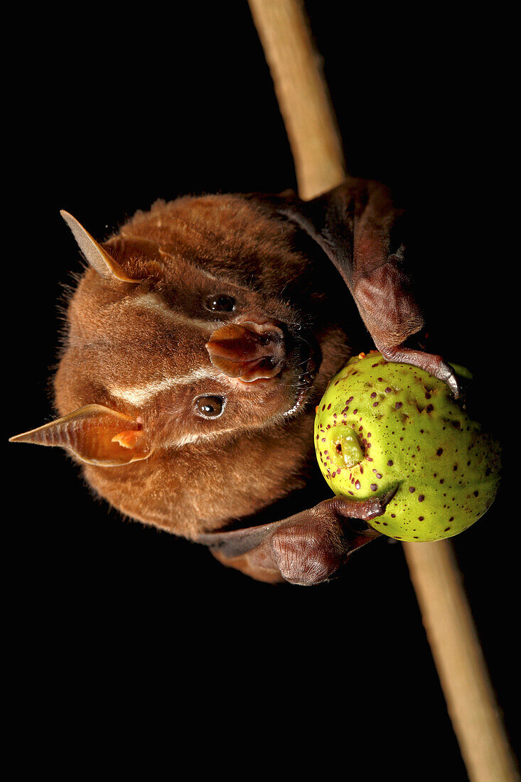 Great Fruit-eating Bat (Artibeus lituratus) feeding on fig, Smithsonian Tropical Research Station, Barro Colorado Island, Panama