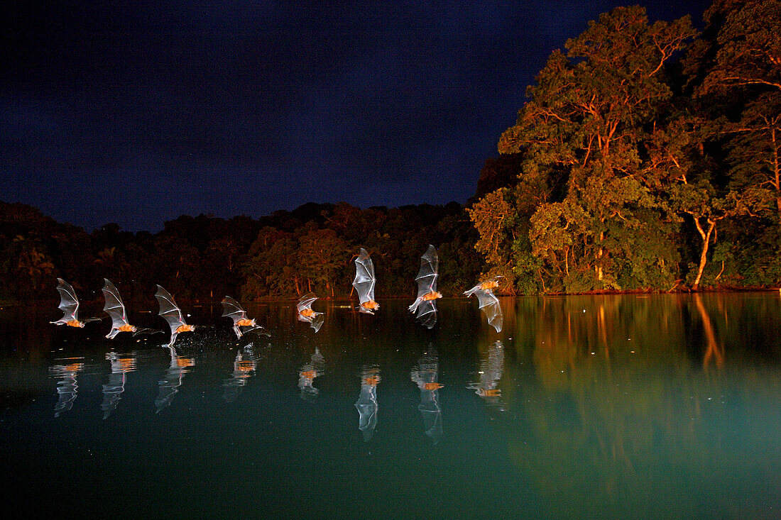 Greater Bulldog Bat (Noctilio leporinus) sequence catching a fish from Lake Gatun, Smithsonian Tropical Research Station, Barro Colorado Island, Panama