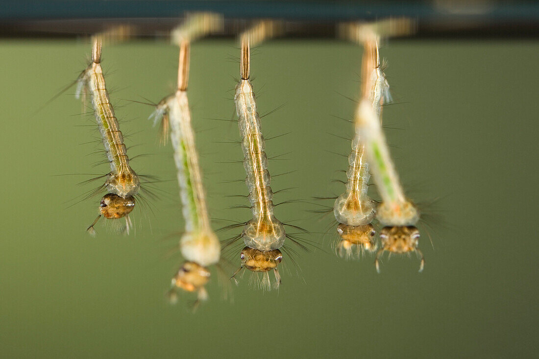 Mosquito (Culicidae) larvae respiring on water surface, Germany