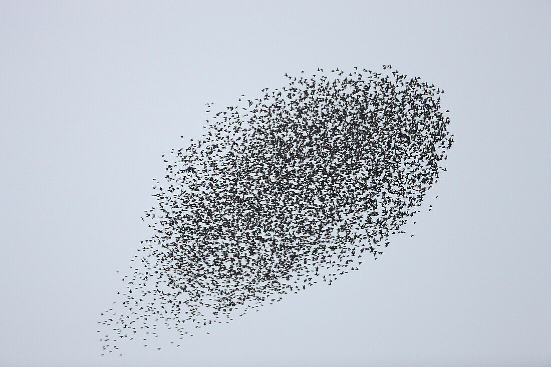 Common Starling (Sturnus vulgaris) flock flying in formation to confuse hunting Peregrine Falcon (Falco peregrinus), Europe