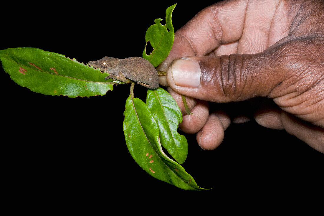 Nose-horned Chameleon (Calumma nasuta) held by person at night, Marojejy National Park, Madagascar