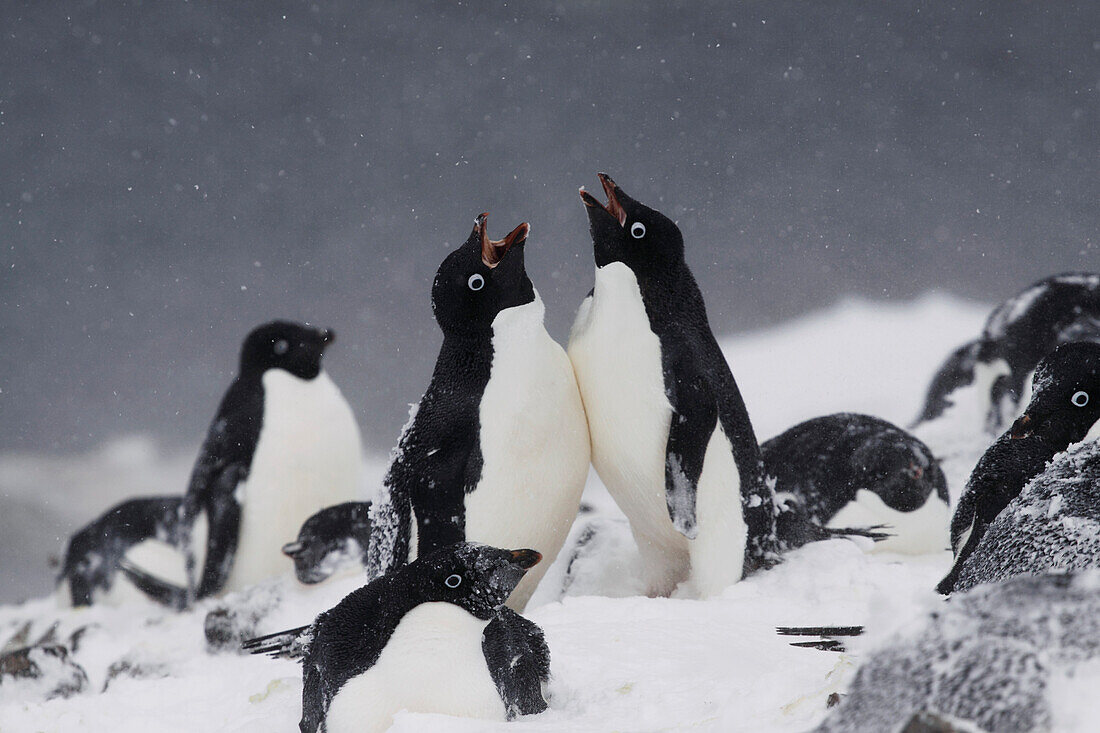 Adelie Penguin (Pygoscelis adeliae) pair courting, Antarctica