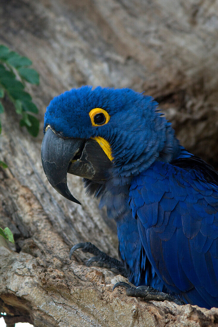 Hyacinth Macaw (Anodorhynchus hyacinthinus) in tree cavity, Pantanal, Brazil
