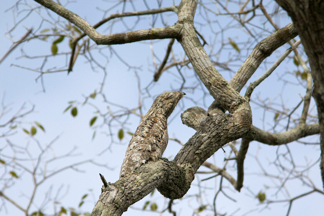Great Potoo (Nyctibius grandis) camouflaged on branch, Pantanal, Brazil