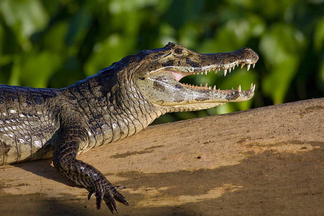 Spectacled Caiman (Caiman crocodilus), Pantanal, Brazil