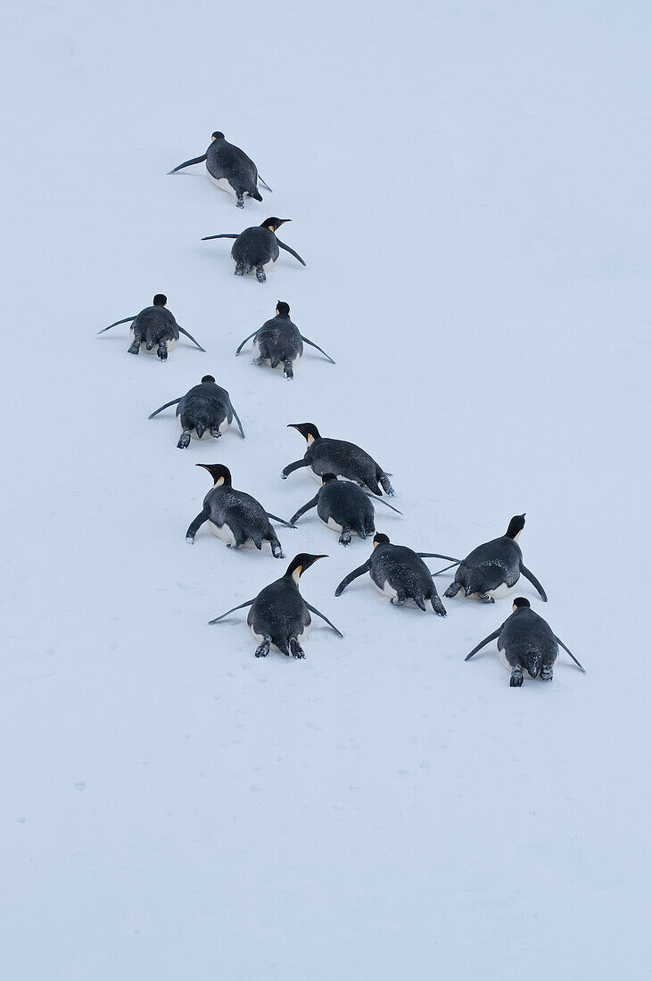 Emperor Penguin (Aptenodytes forsteri) group tobogganing, Antarctica