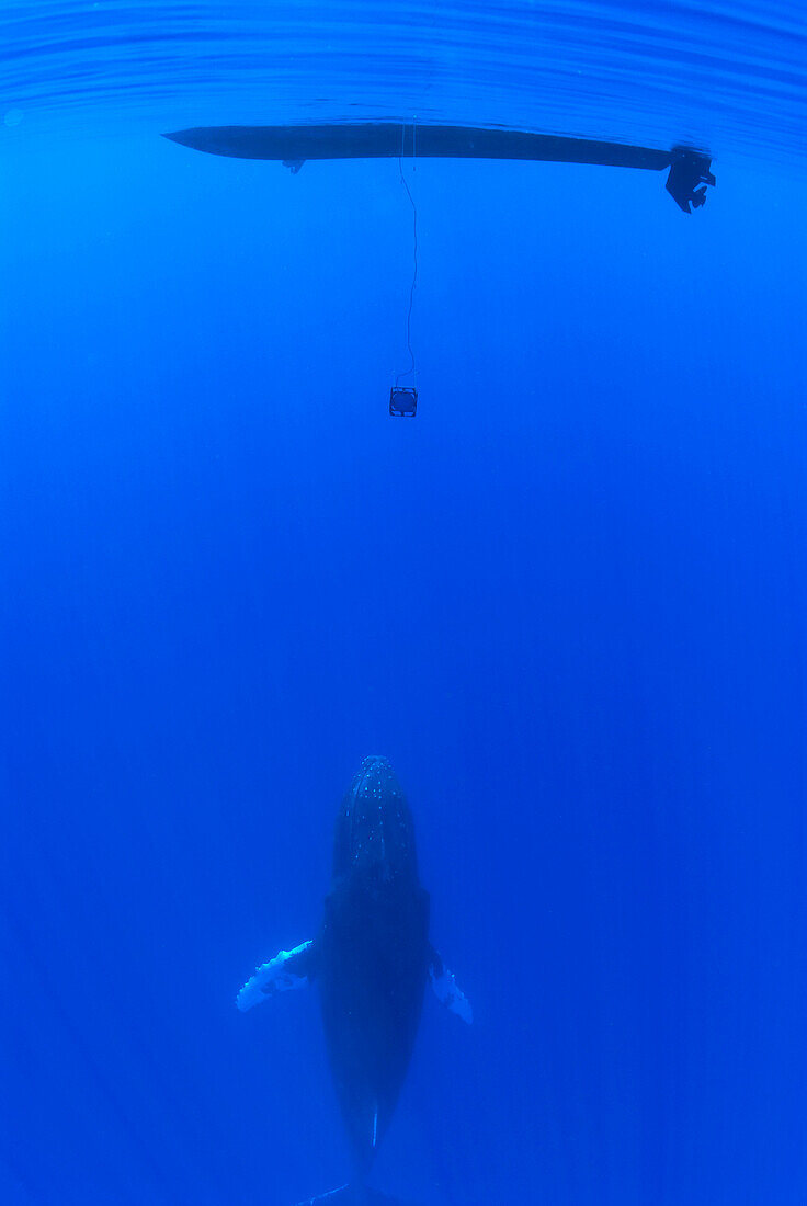 'Humpback Whale (Megaptera novaeangliae) below hydrophone dangling from research boat, Maui, Hawaii - notice must accompany publication; photo obtained under NMFS permit 0753-1599'