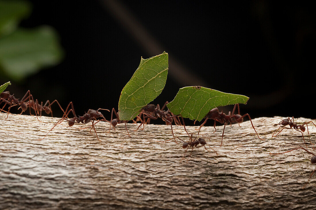 Leafcutter Ant (Atta laevigata) group carrying leaves, Kavac, Venezuela