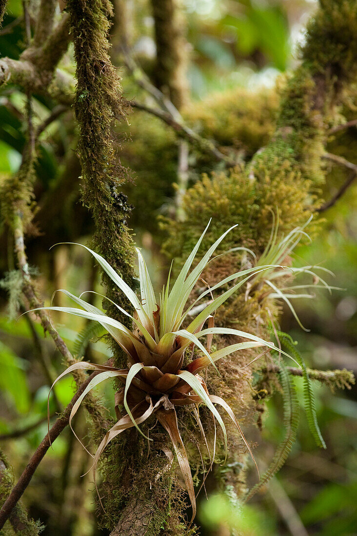 Epiphyte growing on branch, Mount Roraima, Venezuela