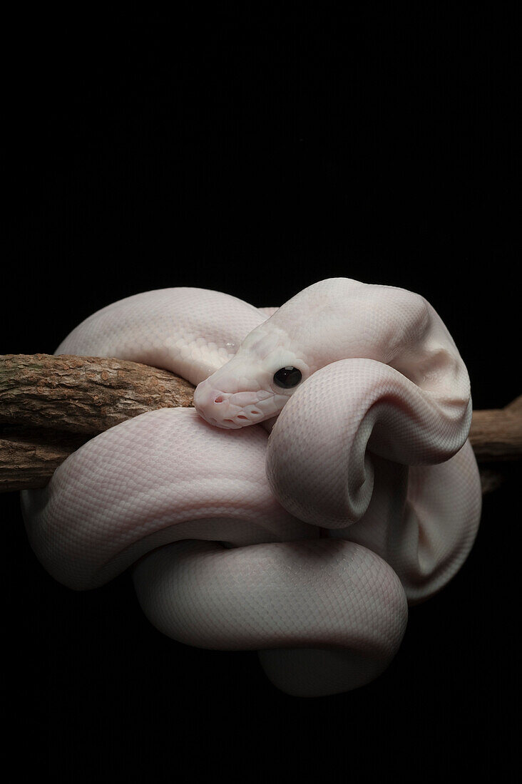 Reticulated Python (Python reticulatus), leucistic individual, Jakarta, Indonesia