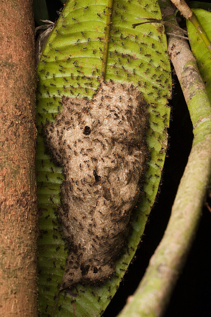 Ant (Formicidae) nest, Kubah National Park, Sarawak, Malaysia