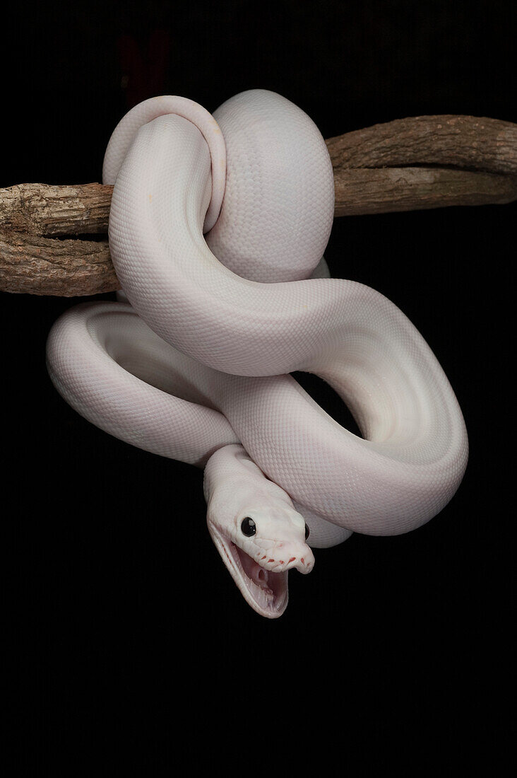 Reticulated Python (Python reticulatus), leucistic individual, in defensive position, Jakarta, Indonesia