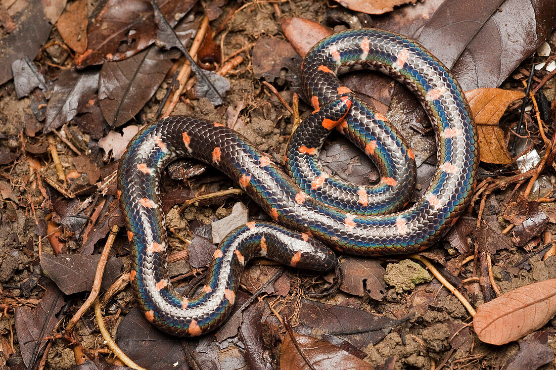 Red-tailed Pipe Snake (Cylindrophis rufus), Kuching, Sarawak, Malaysia