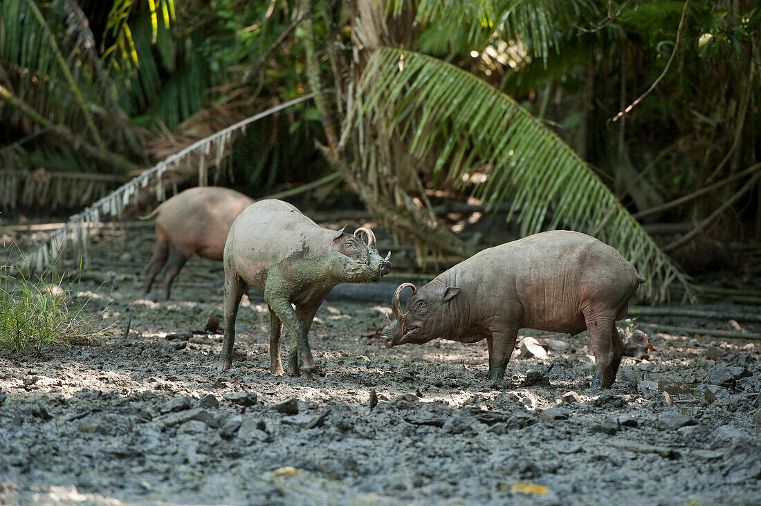 North Sulawesi Babirusa (Babyrousa celebensis) males, Indonesia