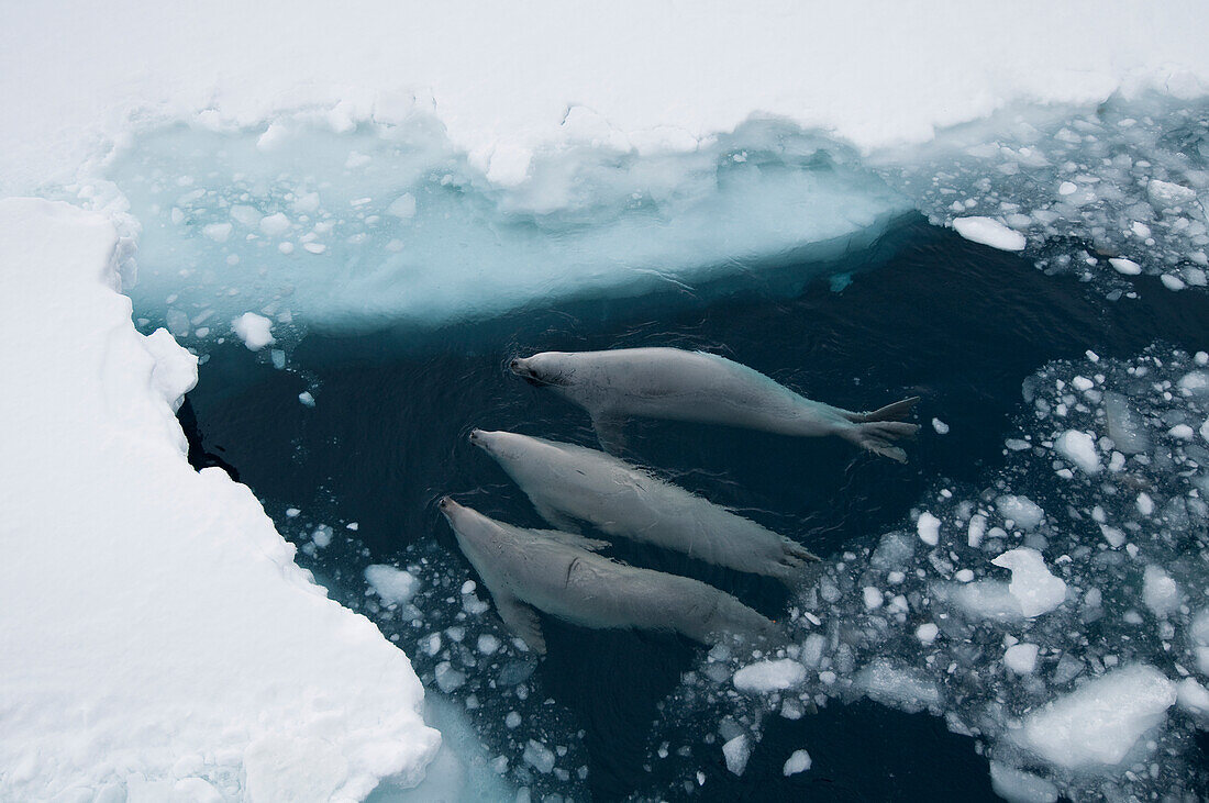 Crabeater Seal (Lobodon carcinophagus) trio surfacing to breathe through fast ice lead, Admiralty Sound, Weddell Sea, Antarctica