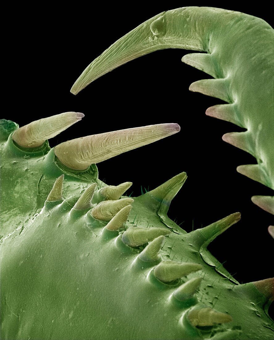 Mediterranean Mantis (Iris oratoria) detail of spines on front legs at 14x magnification, Spain