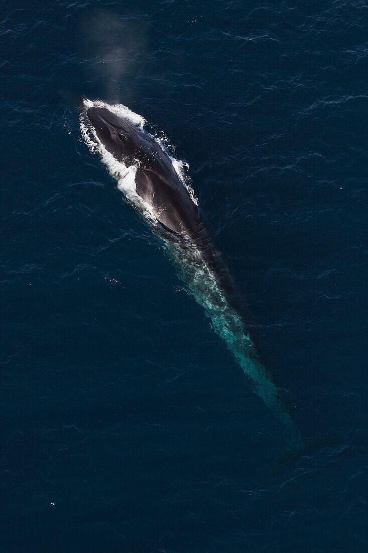 Fin Whale (Balaenoptera physalus) surfacing, Channel Islands, California