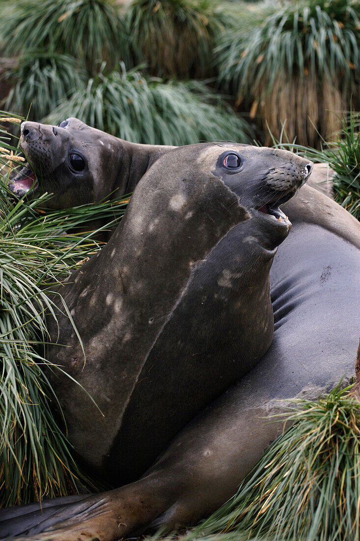 Southern Elephant Seal (Mirounga leonina) pups calling amid tussock grass, South Georgia Island