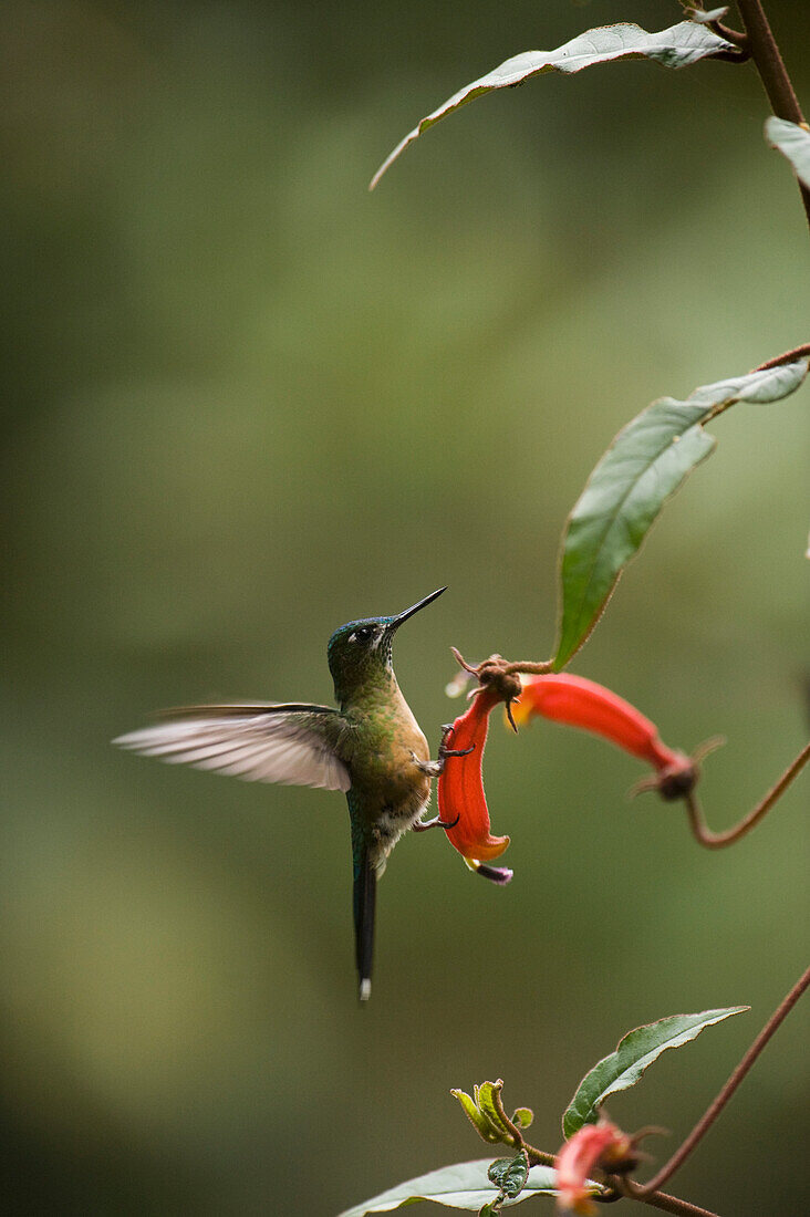 Long-tailed Sylph (Aglaiocercus kingi) hummingbird female in cloud forest, Tapichalaca Reserve, Ecuador