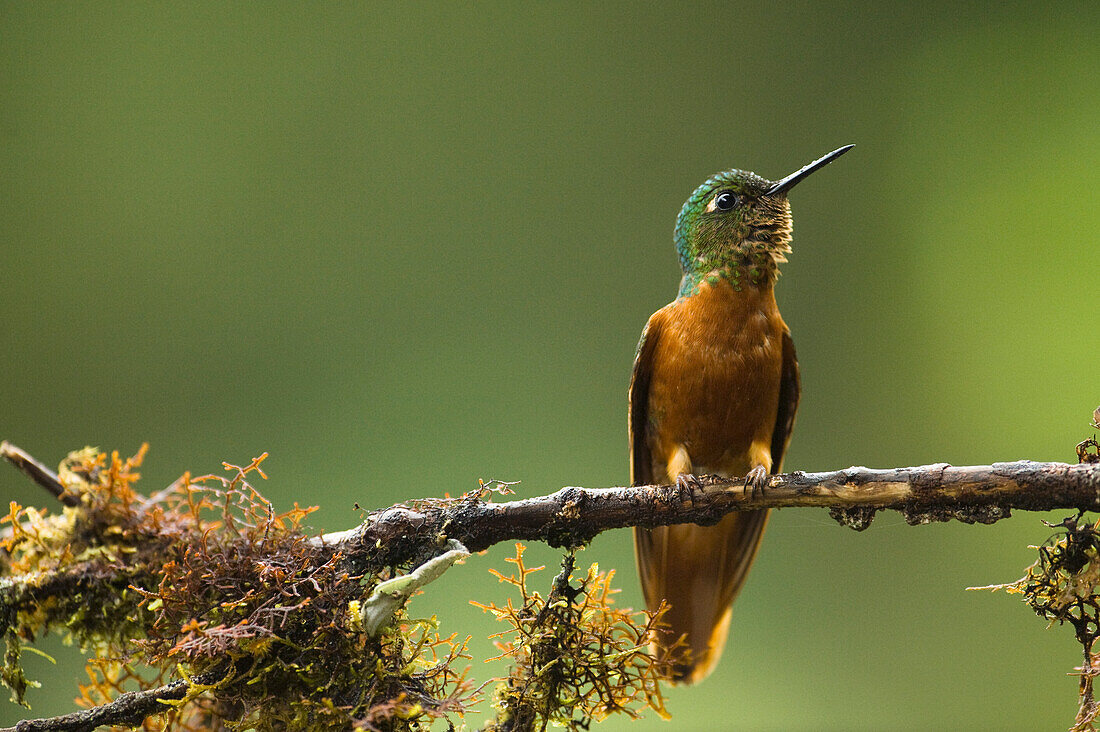 Chestnut-breasted Coronet (Boissonneaua matthewsii) hummingbird in cloud forest, Tapichalaca Reserve, Ecuador