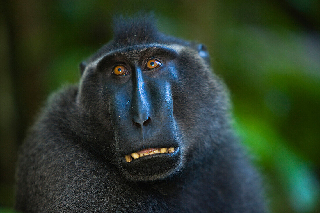 Celebes Black Macaque Macaca nigra dominant male, Sulawesi, Indonesia