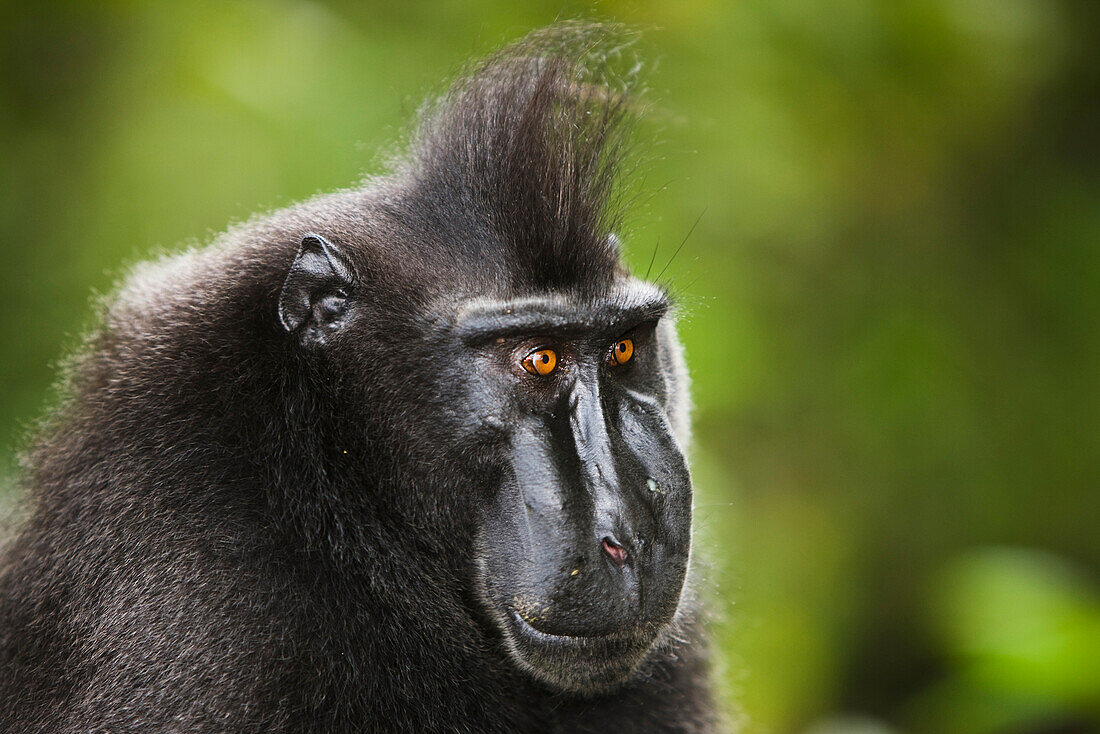 Celebes Black Macaque (Macaca nigra) male, Sulawesi, Indonesia