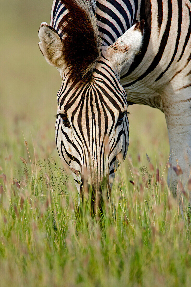 Zebra (Equus quagga) grazing, Khama Rhino Sanctuary, Botswana