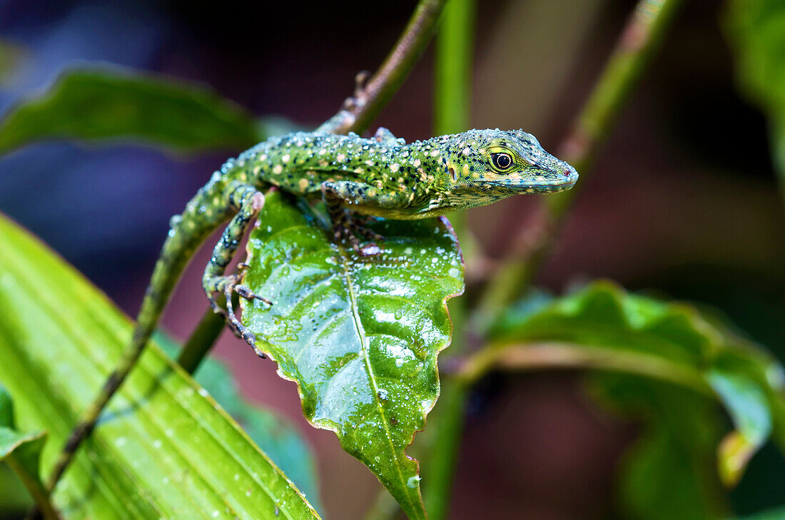 O'Shaughnessy's Anole (Anolis gemmosus) male covered in rain drops, Mindo, Ecuador